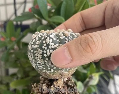 种仙人球，不用配土，去河里挖点河沙，2个月根系长满盆！ - 图画吧TUHUABA