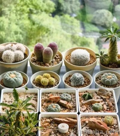 种仙人球，不用配土，去河里挖点河沙，2个月根系长满盆！ - 图画吧TUHUABA