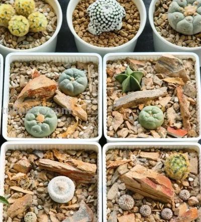 种仙人球，不用配土，去河里挖点河沙，2个月根系长满盆！ - 图画吧TUHUABA
