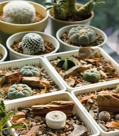 种仙人球，不用配土，去河里挖点河沙，2个月根系长满盆！ - 图画吧TUHUABA