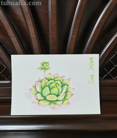 08 水彩蔓莲（果花甘08） - 图画吧TUHUABA