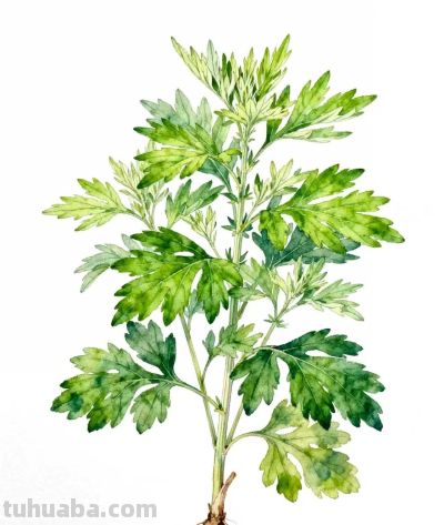 水彩画｜艾草 - 图画吧TUHUABA