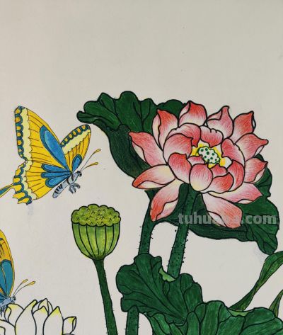 彩铅染夏，荷蝶共舞，把夏天画进朋友圈啦！ - 图画吧TUHUABA