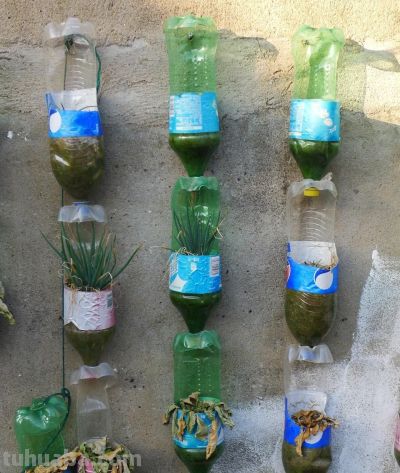 我家阳台种了20盆菜,没花一分种子钱,方法很简单 - 今日头条 我家阳台种了20盆菜,没花一分种子钱,方法很简单 - 图画吧TUHUABA