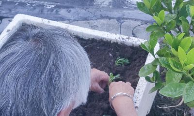 我家阳台种了20盆菜,没花一分种子钱,方法很简单 - 今日头条 我家阳台种了20盆菜,没花一分种子钱,方法很简单 - 图画吧TUHUABA