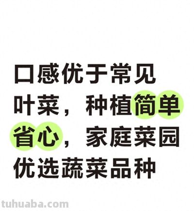 口感优于常见叶菜，种植简单省心，家庭菜园优选蔬菜品种 - 今日头条