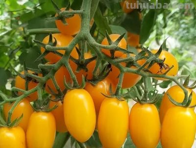 能种更会种——适宜家庭种植的小番茄品种 - 图画吧TUHUABA