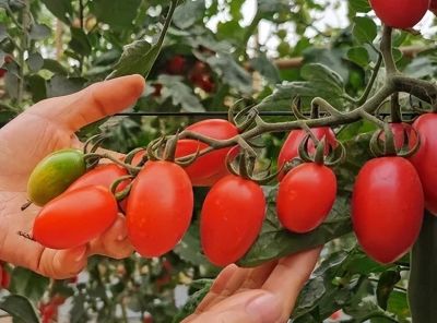 能种更会种——适宜家庭种植的小番茄品种 - 图画吧TUHUABA