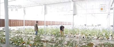 视频丨智能园艺赋能家庭种植 阳台种菜催生现代农业新赛道 - 今日头条 视频丨智能园艺赋能家庭种植 阳台种菜催生现代农业新赛道 - 图画吧TUHUABA