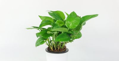 绿萝旺盛养护技巧+常见品种全解 - 今日头条 绿萝旺盛养护技巧+常见品种全解 - 图画吧TUHUABA