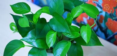 原来绿萝真的不能养在家里，不是迷信，快去告诉家里人 - 图画吧TUHUABA