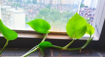 原来绿萝真的不能养在家里，不是迷信，快去告诉家里人 - 图画吧TUHUABA