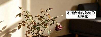 水培绿萝技巧！3招让叶子油亮，蹭蹭疯长💦 - 图画吧TUHUABA