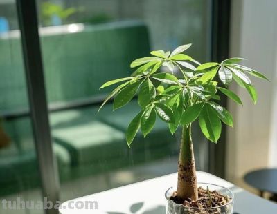 发财树喜阴还是喜阳?90% 的人都养错了,难怪黄叶掉叶长不旺 - 今日头条 发财树喜阴还是喜阳?90% 的人都养错了,难怪黄叶掉叶长不旺 - 图画吧TUHUABA