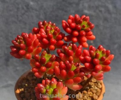 6种多肉,只要一眼就“沦陷”,好养又漂亮,春天入手也很美 - 今日头条 6种多肉,只要一眼就“沦陷”,好养又漂亮,春天入手也很美 - 图画吧TUHUABA