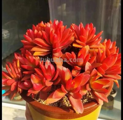 6种多肉,只要一眼就“沦陷”,好养又漂亮,春天入手也很美 - 今日头条 6种多肉,只要一眼就“沦陷”,好养又漂亮,春天入手也很美 - 图画吧TUHUABA