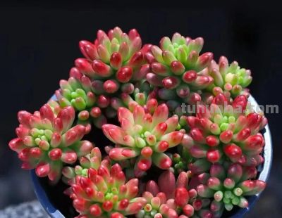 6种多肉,只要一眼就“沦陷”,好养又漂亮,春天入手也很美 - 今日头条 6种多肉,只要一眼就“沦陷”,好养又漂亮,春天入手也很美 - 图画吧TUHUABA