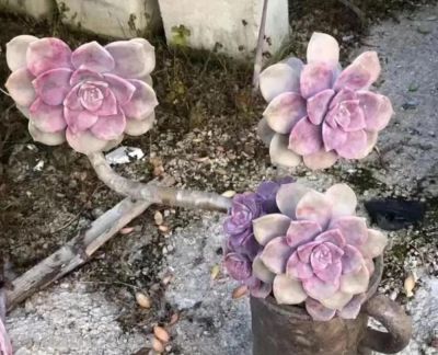 6种多肉,只要一眼就“沦陷”,好养又漂亮,春天入手也很美 - 今日头条 6种多肉,只要一眼就“沦陷”,好养又漂亮,春天入手也很美 - 图画吧TUHUABA