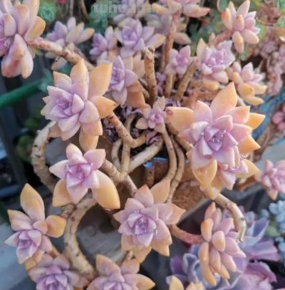 6种多肉,只要一眼就“沦陷”,好养又漂亮,春天入手也很美 - 今日头条 6种多肉,只要一眼就“沦陷”,好养又漂亮,春天入手也很美 - 图画吧TUHUABA