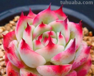 6种多肉,只要一眼就“沦陷”,好养又漂亮,春天入手也很美 - 今日头条 6种多肉,只要一眼就“沦陷”,好养又漂亮,春天入手也很美 - 图画吧TUHUABA