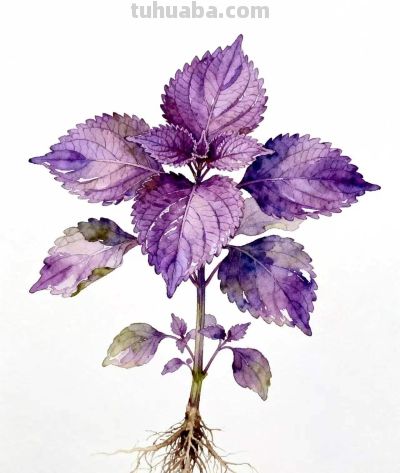 水彩画｜紫苏 - 图画吧TUHUABA