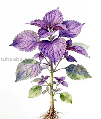 水彩画｜紫苏 - 图画吧TUHUABA