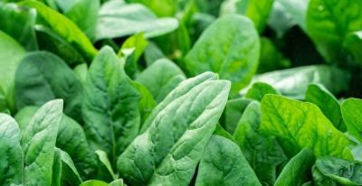 自家菜园种菜技巧，简单几步，蔬菜长得旺、不生虫 - 今日头条
