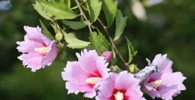 「十二星座×专属花」包含：代表花 + 为什么是它 + 性格特点 + 花语。 - 今日头条