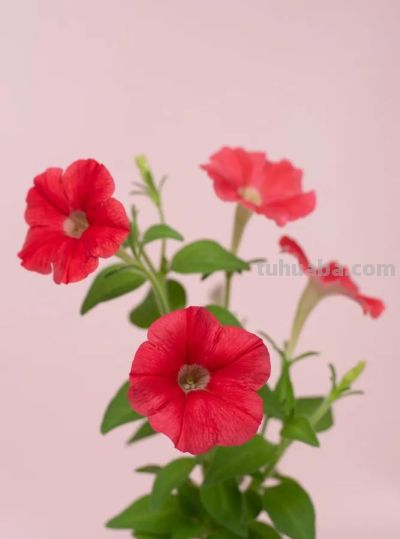 「十二星座×专属花」包含:代表花 + 为什么是它 + 性格特点 + 花语。 - 今日头条 「十二星座×专属花」包含:代表花 + 为什么是它 + 性格特点 + 花语。 - 图画吧TUHUABA