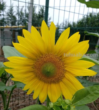 「十二星座×专属花」包含:代表花 + 为什么是它 + 性格特点 + 花语。 - 今日头条 「十二星座×专属花」包含:代表花 + 为什么是它 + 性格特点 + 花语。 - 图画吧TUHUABA