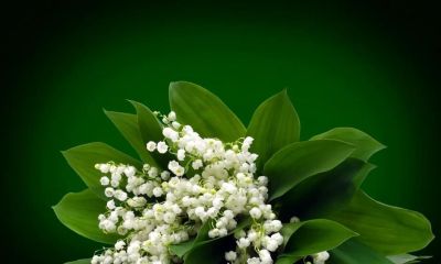「十二星座×专属花」包含:代表花 + 为什么是它 + 性格特点 + 花语。 - 今日头条 「十二星座×专属花」包含:代表花 + 为什么是它 + 性格特点 + 花语。 - 图画吧TUHUABA