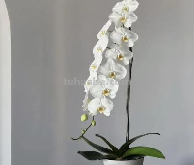 「十二星座×专属花」包含:代表花 + 为什么是它 + 性格特点 + 花语。 - 今日头条 「十二星座×专属花」包含:代表花 + 为什么是它 + 性格特点 + 花语。 - 图画吧TUHUABA