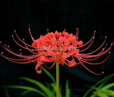 「十二星座×专属花」包含:代表花 + 为什么是它 + 性格特点 + 花语。 - 今日头条 「十二星座×专属花」包含:代表花 + 为什么是它 + 性格特点 + 花语。 - 图画吧TUHUABA