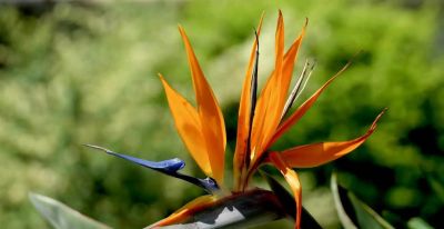 「十二星座×专属花」包含:代表花 + 为什么是它 + 性格特点 + 花语。 - 今日头条 「十二星座×专属花」包含:代表花 + 为什么是它 + 性格特点 + 花语。 - 图画吧TUHUABA