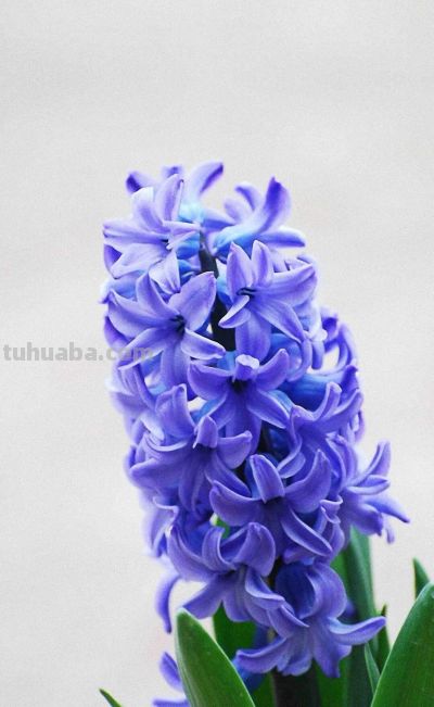 「十二星座×专属花」包含:代表花 + 为什么是它 + 性格特点 + 花语。 - 今日头条 「十二星座×专属花」包含:代表花 + 为什么是它 + 性格特点 + 花语。 - 图画吧TUHUABA