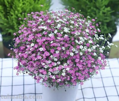 「十二星座×专属花」包含:代表花 + 为什么是它 + 性格特点 + 花语。 - 今日头条 「十二星座×专属花」包含:代表花 + 为什么是它 + 性格特点 + 花语。 - 图画吧TUHUABA