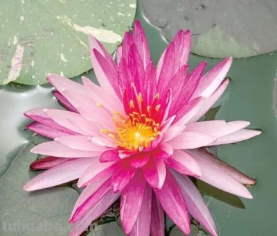「十二星座×专属花」包含:代表花 + 为什么是它 + 性格特点 + 花语。 - 今日头条 「十二星座×专属花」包含:代表花 + 为什么是它 + 性格特点 + 花语。 - 图画吧TUHUABA