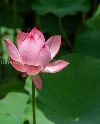 10种名字绝美的小花 - 今日头条