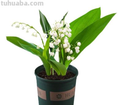 10种名字绝美的小花 - 今日头条 10种名字绝美的小花 - 图画吧TUHUABA