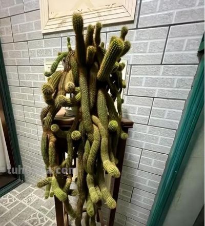 苏州90后小伙,一盆多肉养十几年,越长越奇怪,邻居见了都害怕 - 今日头条 苏州90后小伙,一盆多肉养十几年,越长越奇怪,邻居见了都害怕 - 图画吧TUHUABA