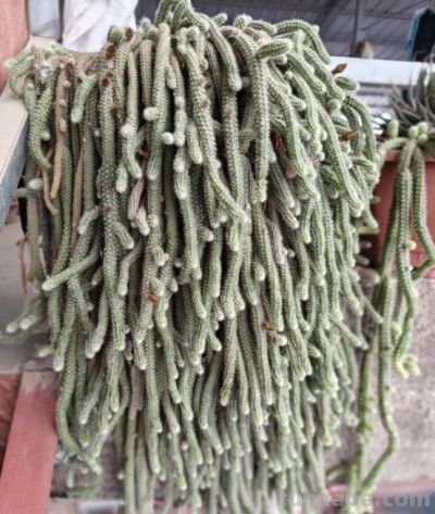 苏州90后小伙,一盆多肉养十几年,越长越奇怪,邻居见了都害怕 - 今日头条 苏州90后小伙,一盆多肉养十几年,越长越奇怪,邻居见了都害怕 - 图画吧TUHUABA