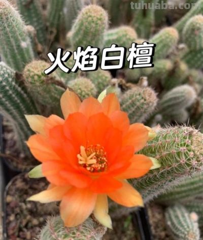 苏州90后小伙,一盆多肉养十几年,越长越奇怪,邻居见了都害怕 - 今日头条 苏州90后小伙,一盆多肉养十几年,越长越奇怪,邻居见了都害怕 - 图画吧TUHUABA
