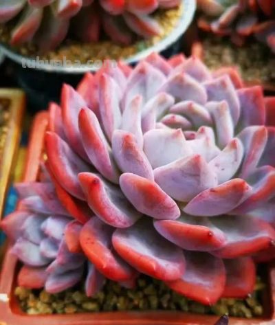 开挂区养多肉,不用担心养不好,放在室外,状态都能满分! - 今日头条 开挂区养多肉,不用担心养不好,放在室外,状态都能满分! - 图画吧TUHUABA