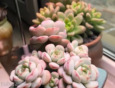 开挂区养多肉,不用担心养不好,放在室外,状态都能满分! - 今日头条 开挂区养多肉,不用担心养不好,放在室外,状态都能满分! - 图画吧TUHUABA