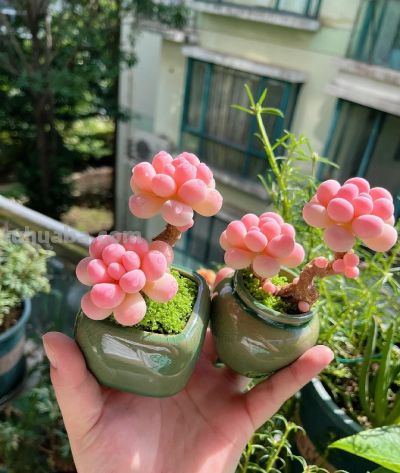 养了3年的多肉后,我后悔了,本以为是“小奶团子”,其实是王者 - 今日头条 养了3年的多肉后,我后悔了,本以为是“小奶团子”,其实是王者 - 图画吧TUHUABA