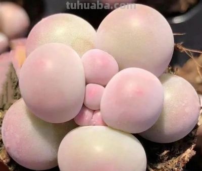 养了3年的多肉后,我后悔了,本以为是“小奶团子”,其实是王者 - 今日头条 养了3年的多肉后,我后悔了,本以为是“小奶团子”,其实是王者 - 图画吧TUHUABA
