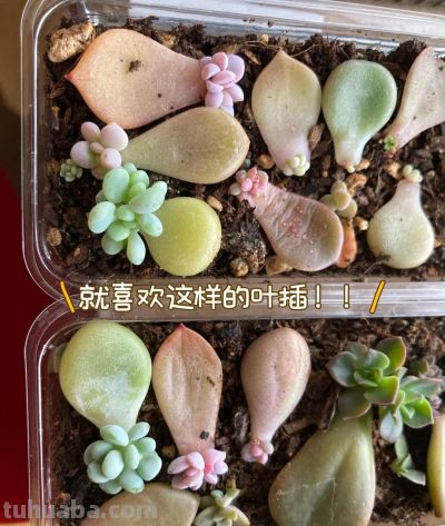 养了3年的多肉后,我后悔了,本以为是“小奶团子”,其实是王者 - 今日头条 养了3年的多肉后,我后悔了,本以为是“小奶团子”,其实是王者 - 图画吧TUHUABA