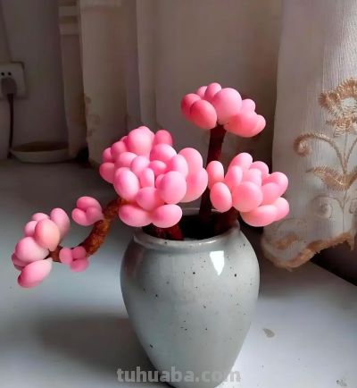 养了3年的多肉后,我后悔了,本以为是“小奶团子”,其实是王者 - 今日头条 养了3年的多肉后,我后悔了,本以为是“小奶团子”,其实是王者 - 图画吧TUHUABA