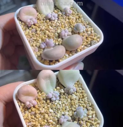 学会繁殖多肉,根本不用买,自己繁殖的都养不过来,太多了! - 今日头条 学会繁殖多肉,根本不用买,自己繁殖的都养不过来,太多了! - 图画吧TUHUABA