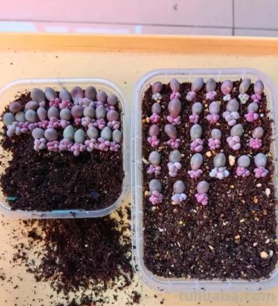 学会繁殖多肉,根本不用买,自己繁殖的都养不过来,太多了! - 今日头条 学会繁殖多肉,根本不用买,自己繁殖的都养不过来,太多了! - 图画吧TUHUABA